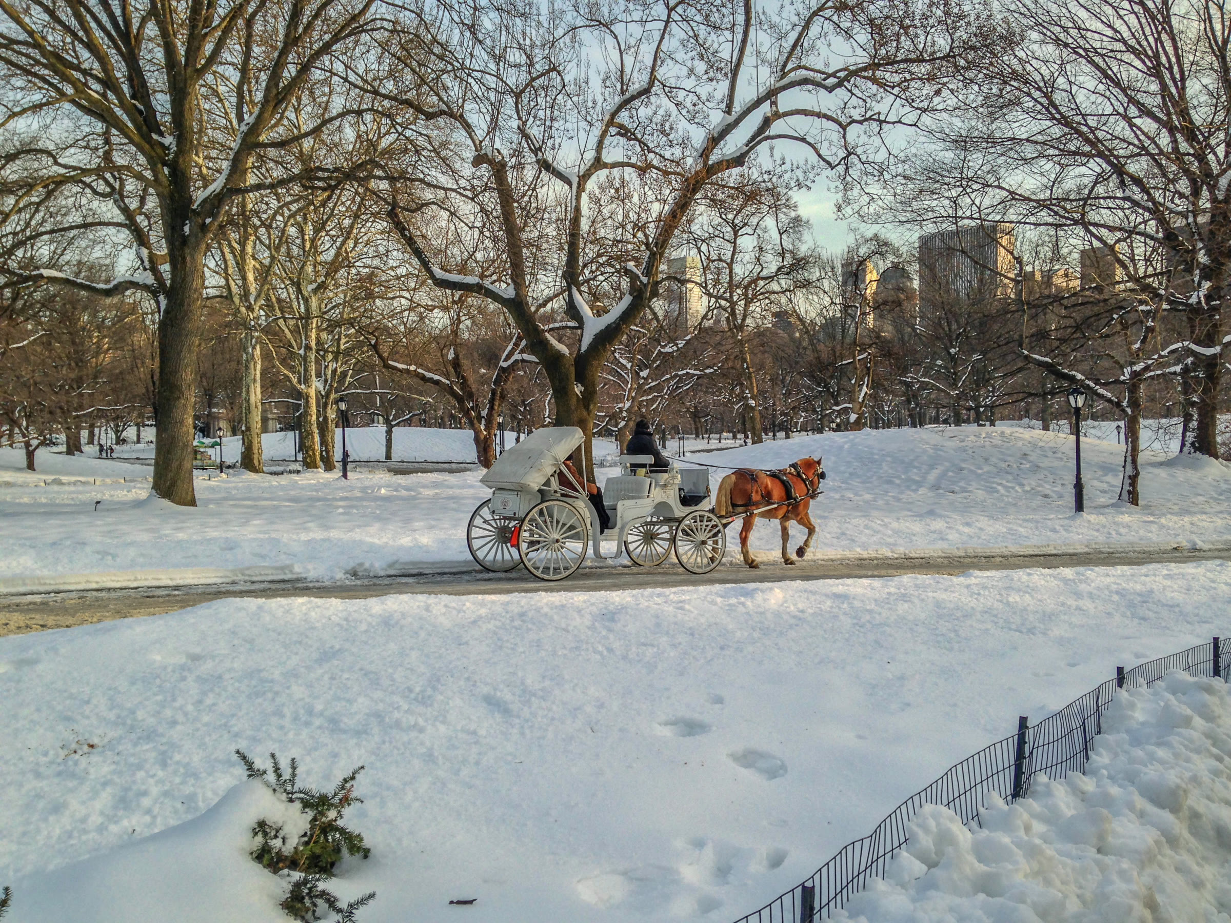 A horse carriage in Central Park in winter