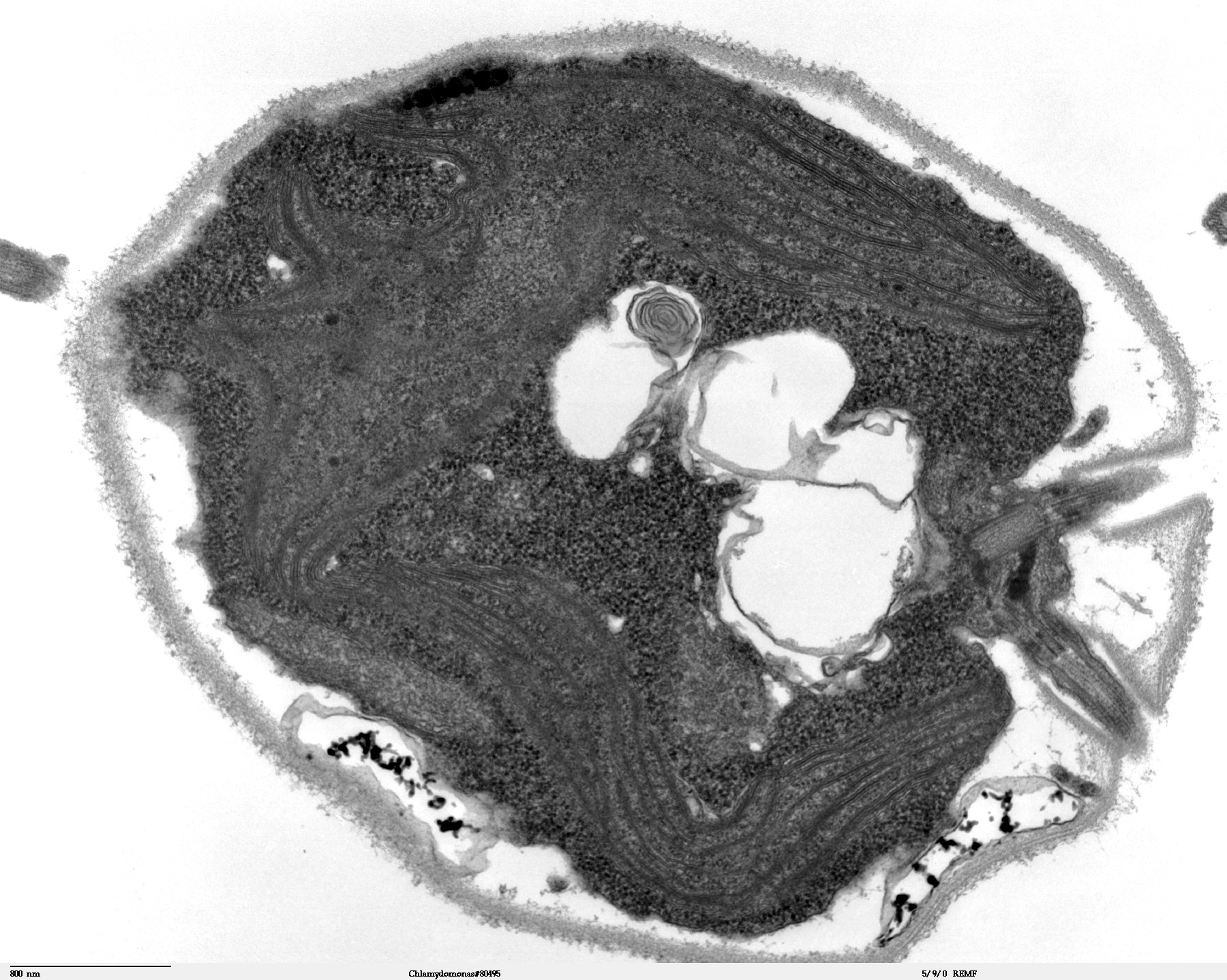 Electron micrograph of the single-celled alga Chlamydomonas, in which channelrhodopsin was discovered