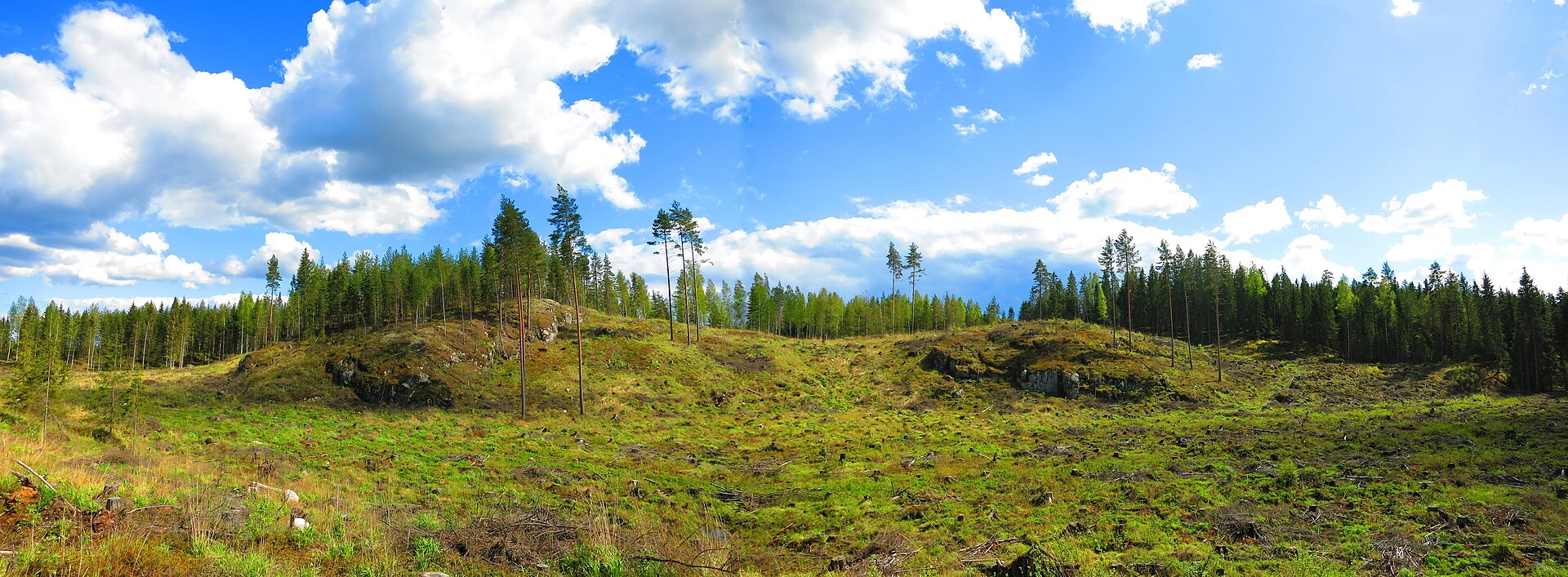 A clear-cut forest area in Finland (illustrative)