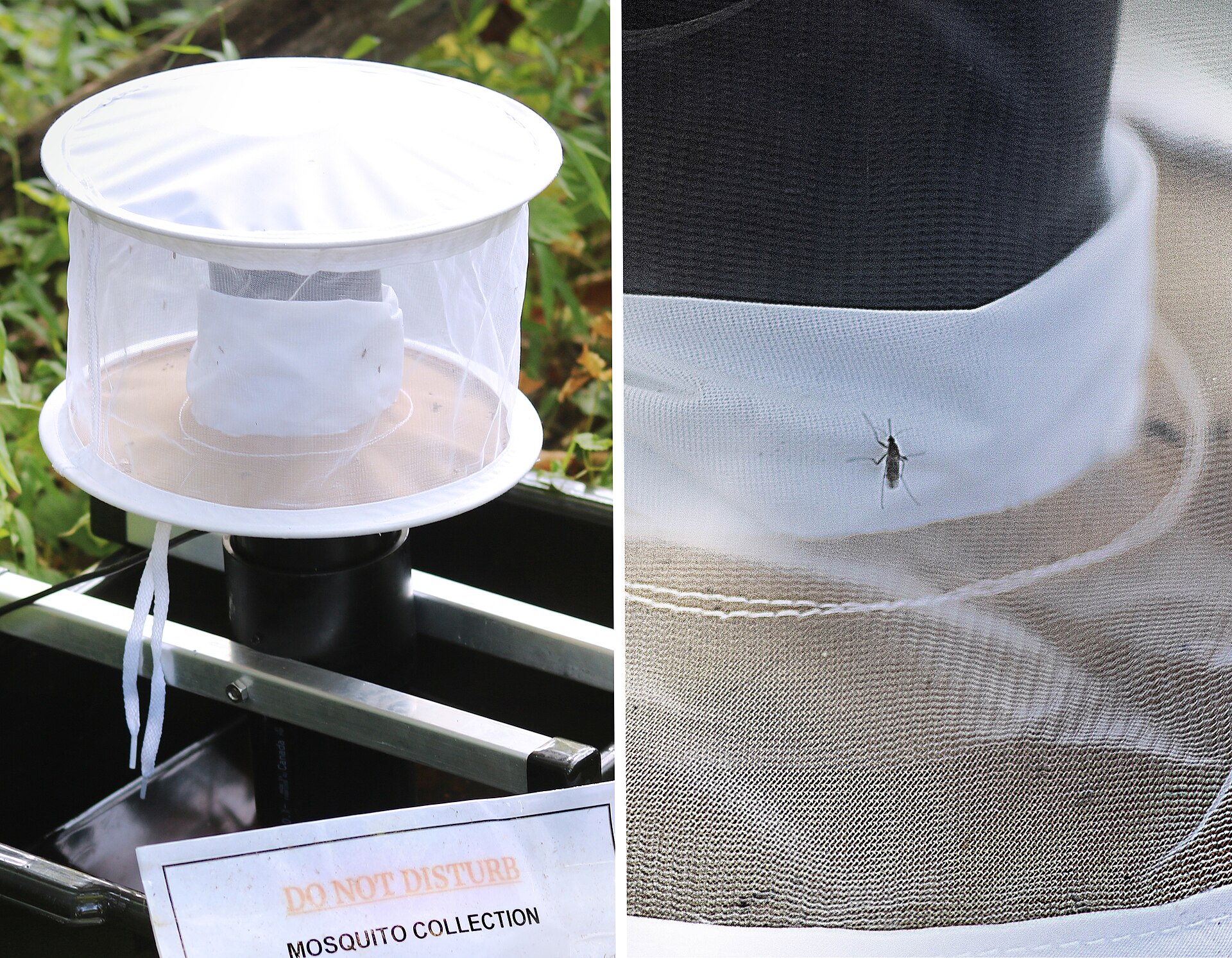 A mosquito surveillance trap and a captured Culex mosquito to be tested for pathogens (archive)