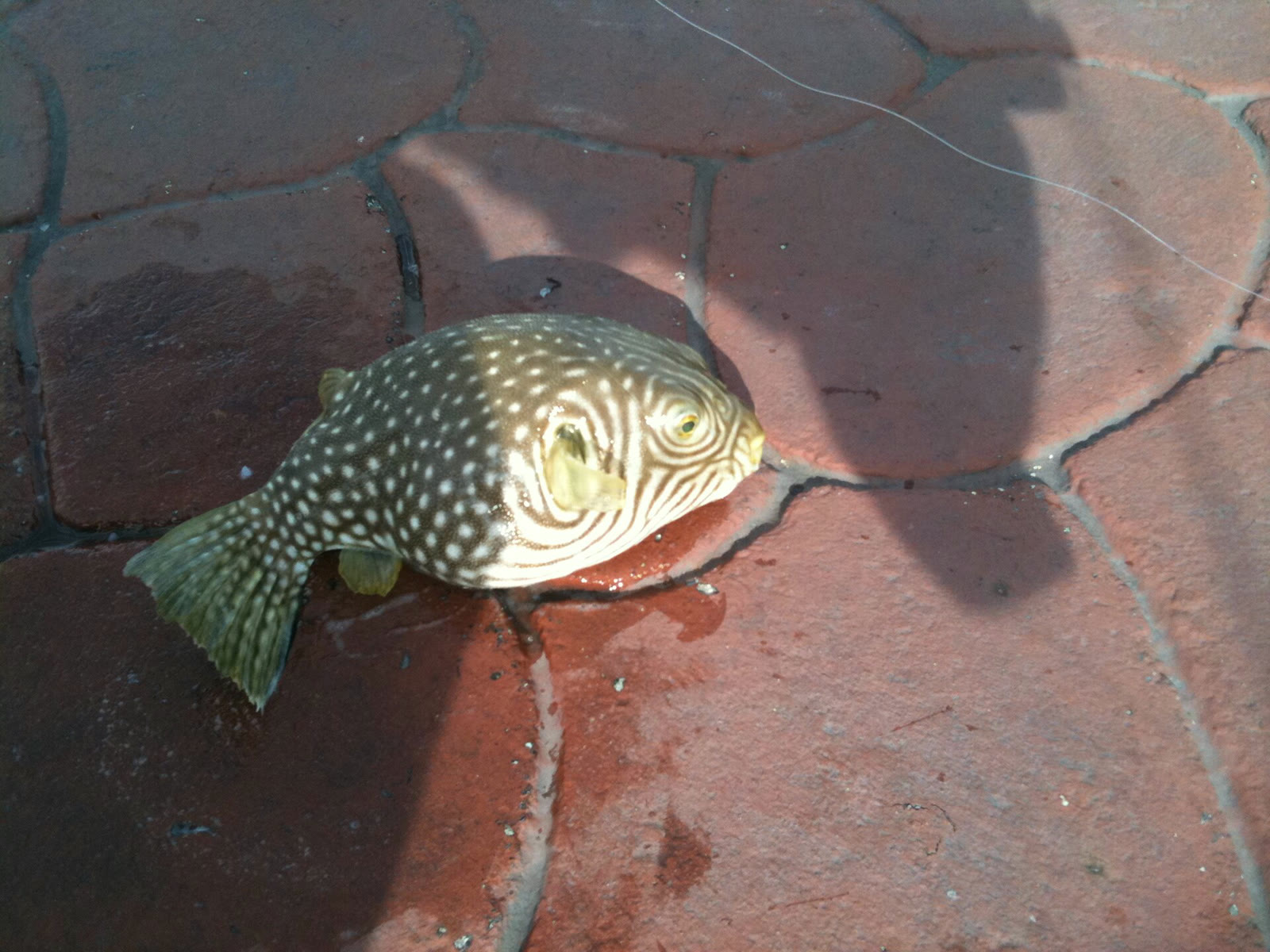 A pufferfish, which carries tetrodotoxin (archive)