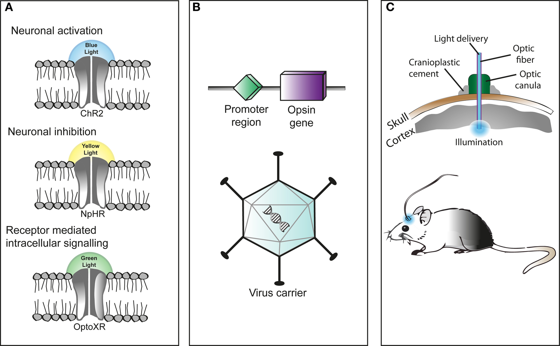Diagram of optogenetic stimulation: light-sensitive proteins, viral delivery and light delivered to the brain via optic fiber