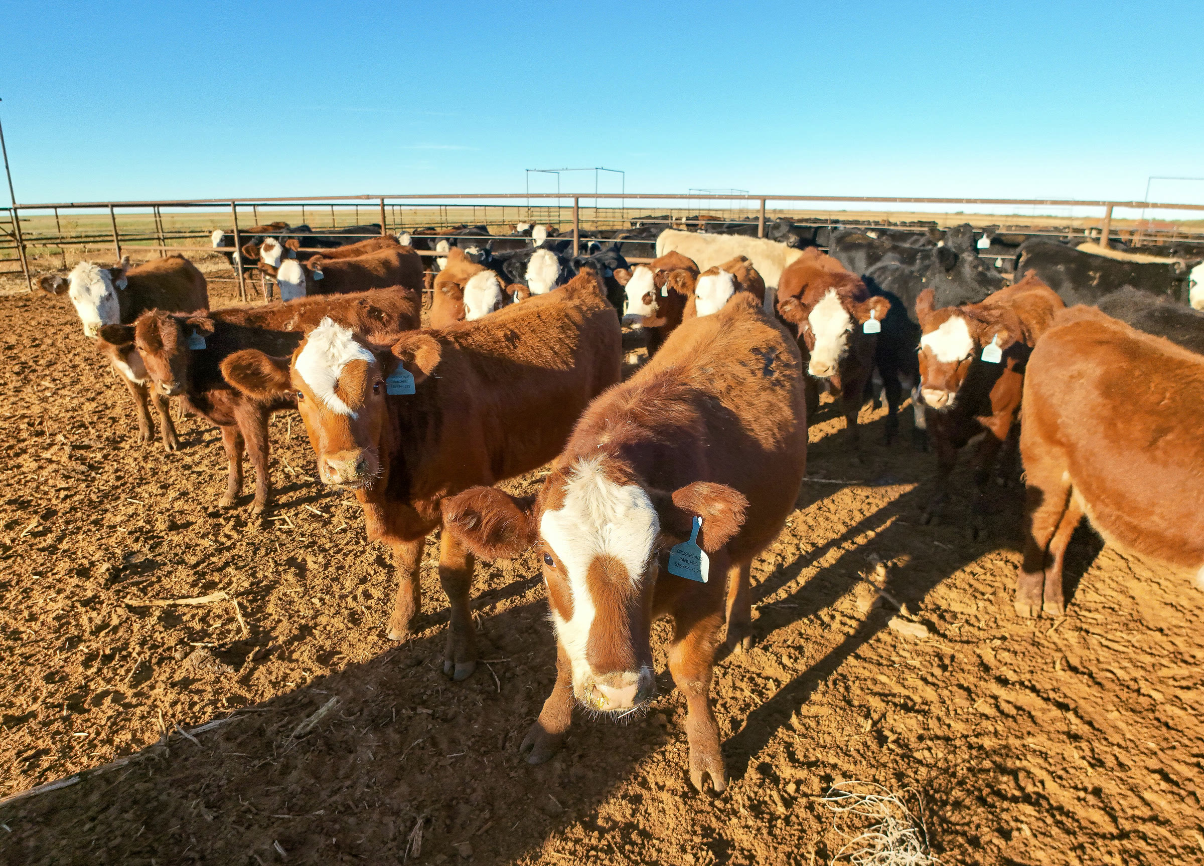 Beef cattle in a feedlot
