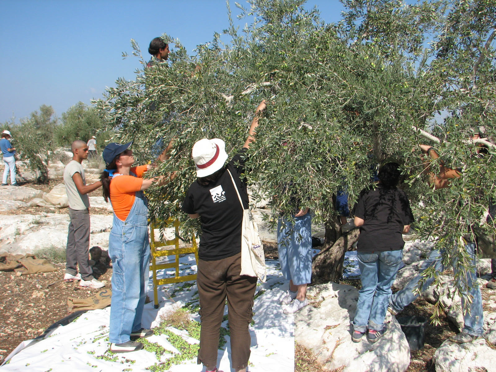 Olive harvest (archive)